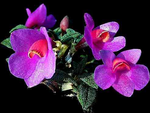 Dendrobium cuthbertsonii
